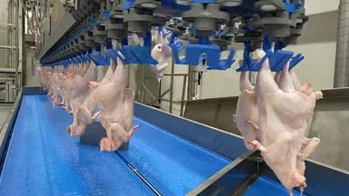 家禽处理行业生鸡肉生产行家禽处理植物输送机带食物工厂自动机烤焙用具肉过程<strong>现代</strong>设备屠宰场